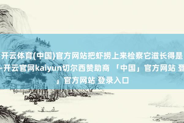 开云体育(中国)官方网站把虾捞上来检察它滋长得是否健康-开云官网kaiyun切尔西赞助商 「中国」官方网站 登录入口